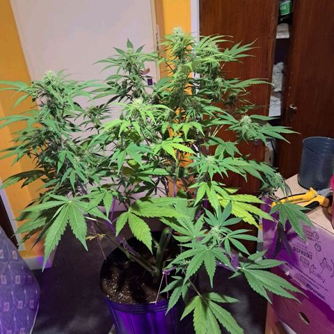 Purple Punch Auto growlog timeline photo