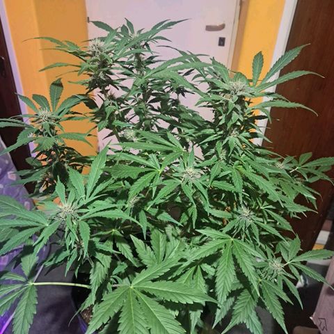 Purple Punch 1 growlog timeline photo