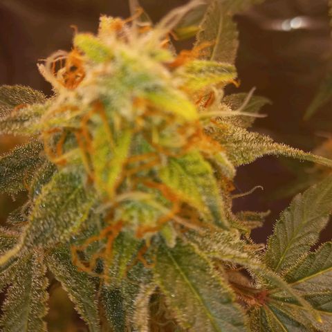Watermelon growlog timeline photo