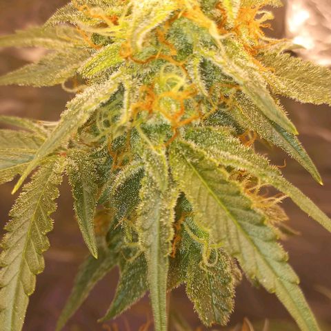Watermelon growlog timeline photo
