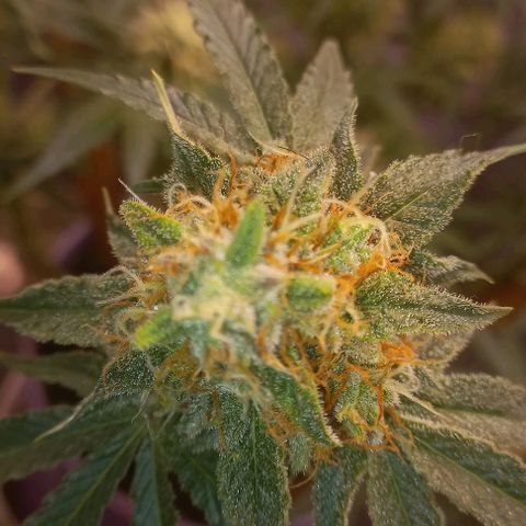 Watermelon growlog timeline photo