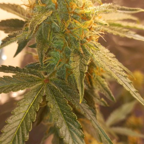 Watermelon growlog timeline photo