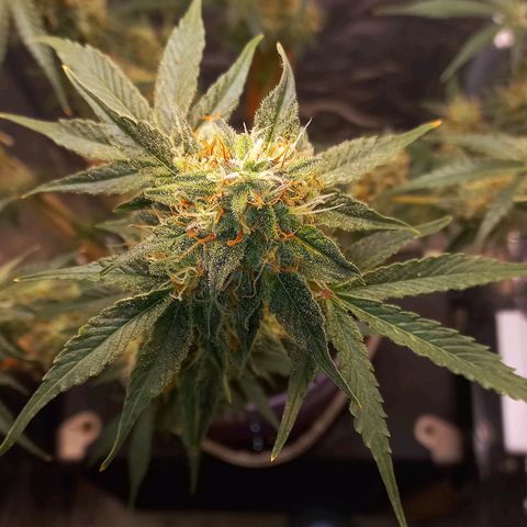 Watermelon growlog timeline photo