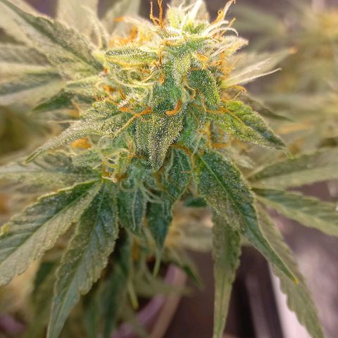 Watermelon growlog timeline photo