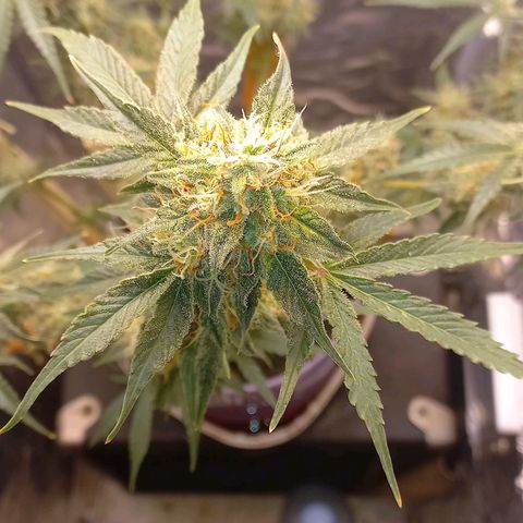 Watermelon growlog timeline photo