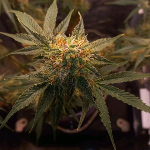 Watermelon growlog timeline photo