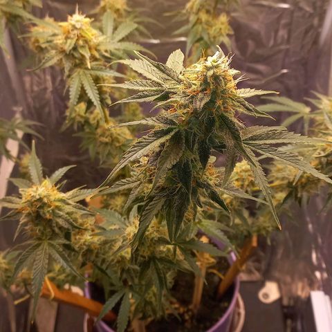 Watermelon growlog timeline photo