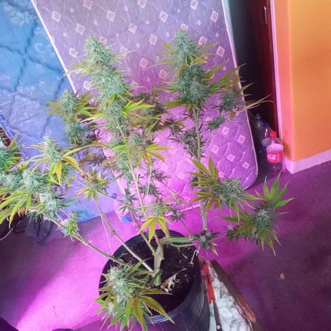 Purple Punch 3 growlog timeline photo