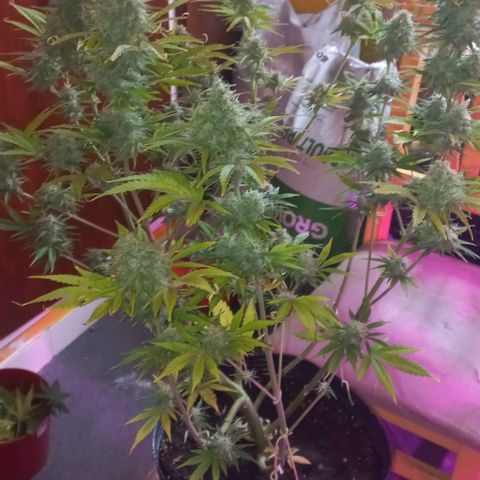 Purple Punch 3 growlog timeline photo