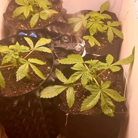 Devil Cream Auto growlog timeline photo