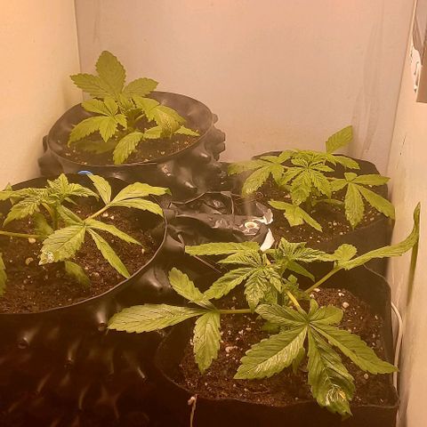 Devil Cream Auto growlog timeline photo