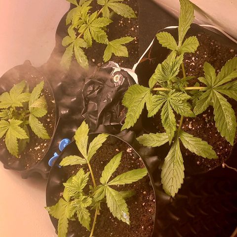 Devil Cream Auto growlog timeline photo