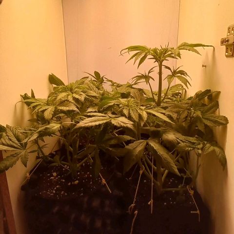 Devil Cream Auto growlog timeline photo