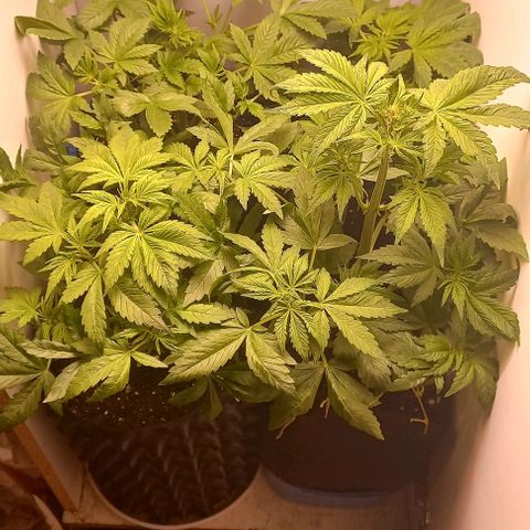 Devil Cream Auto growlog timeline photo