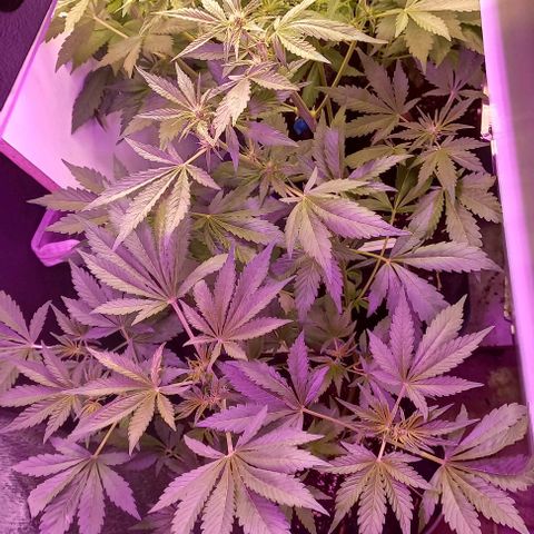 Devil Cream Auto growlog timeline photo
