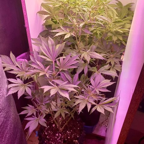 Devil Cream Auto growlog timeline photo