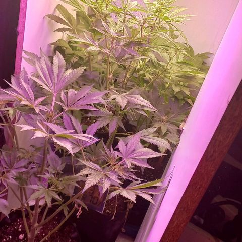 Devil Cream Auto growlog timeline photo