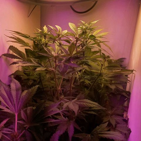 Devil Cream Auto growlog timeline photo