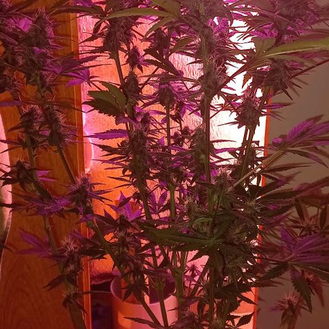 Devil Cream Auto growlog timeline photo