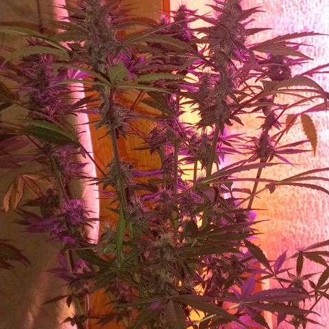 Devil Cream Auto growlog timeline photo