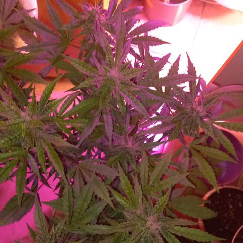 Devil Cream Auto growlog timeline photo