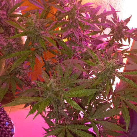 Devil Cream Auto growlog timeline photo
