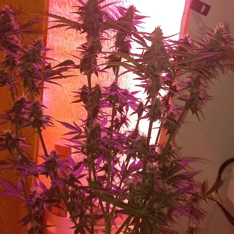 Devil Cream Auto growlog timeline photo