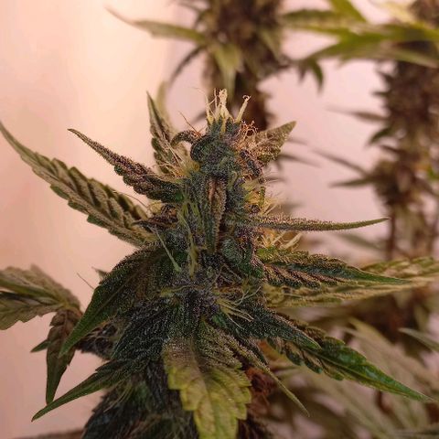Devil Cream Auto growlog timeline photo