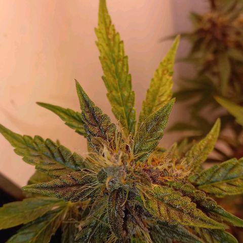 Devil Cream Auto growlog timeline photo