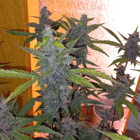 Devil Cream Auto growlog timeline photo