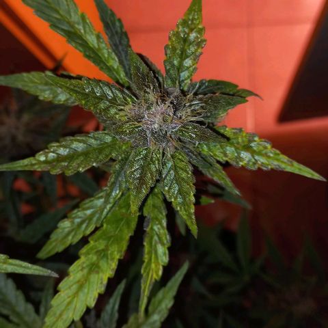 Devil Cream Auto growlog timeline photo