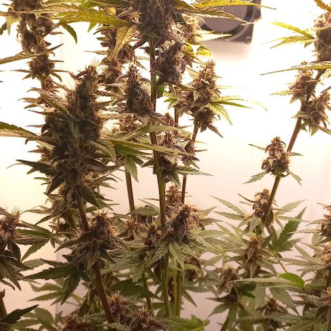Devil Cream Auto growlog timeline photo