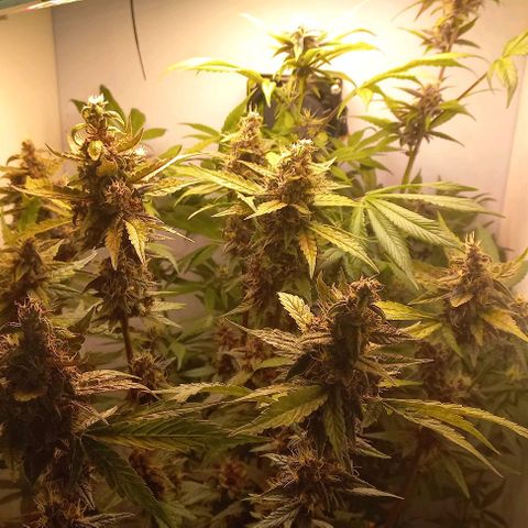 Devil Cream Auto growlog timeline photo