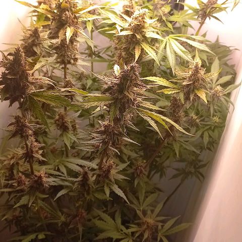 Devil Cream Auto growlog timeline photo