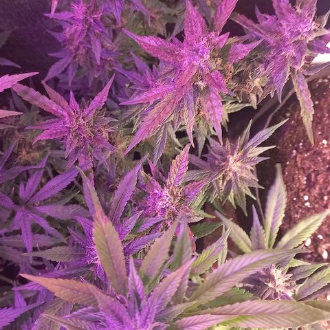 Devil Cream Auto growlog timeline photo