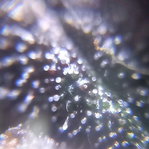 Devil Cream Auto growlog timeline photo