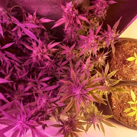 Devil Cream Auto growlog timeline photo
