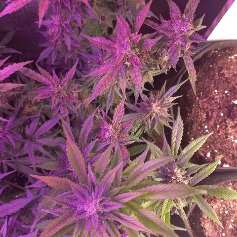 Devil Cream Auto growlog timeline photo