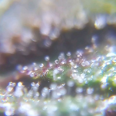 Devil Cream Auto growlog timeline photo