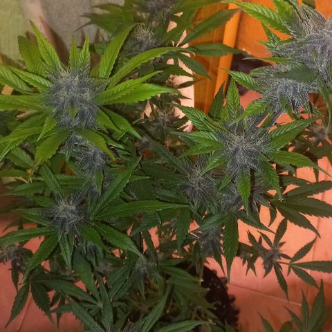 Devil Cream Auto growlog timeline photo