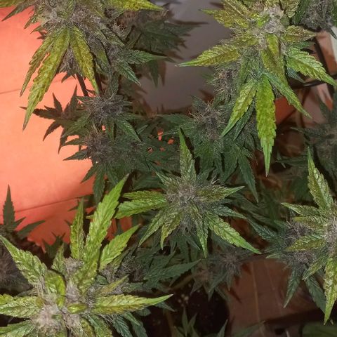 Devil Cream Auto growlog timeline photo