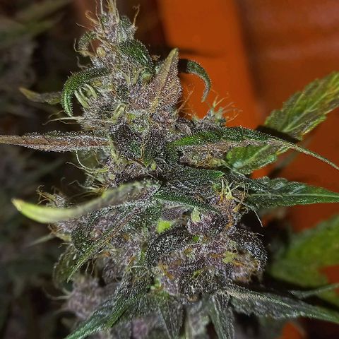 Devil Cream Auto growlog timeline photo
