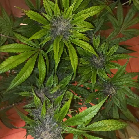 Devil Cream Auto growlog timeline photo