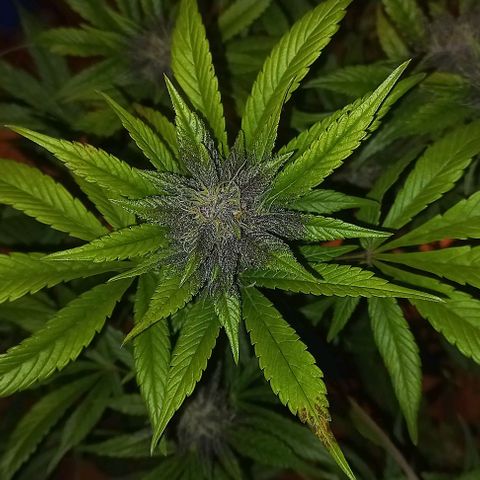 Devil Cream Auto growlog timeline photo
