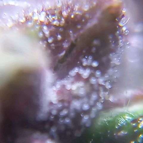 Devil Cream Auto growlog timeline photo