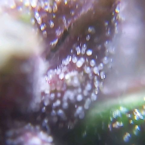 Devil Cream Auto growlog timeline photo