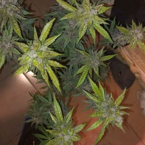 Devil Cream Auto growlog timeline photo