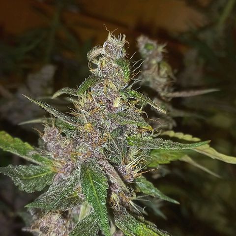 Devil Cream Auto growlog timeline photo