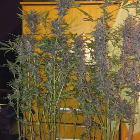 Devil Cream Auto growlog timeline photo