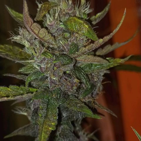 Purple Punch # growlog timeline photo